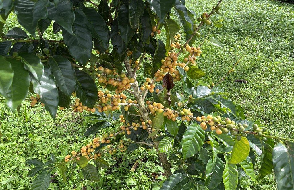 Chemical-Free Farming